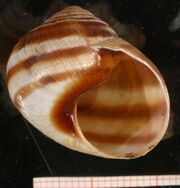 Helix nucula shell(s) 06.jpg