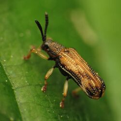 Hispine Beetle - Flickr - treegrow.jpg
