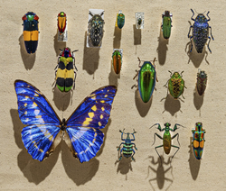 Iridescent Insect Display.png