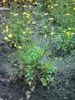 Jaskier kaukaski Ranunculus caucasicus.jpg