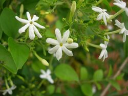 Mysore Jasmine (Jasminum grandiflorum)