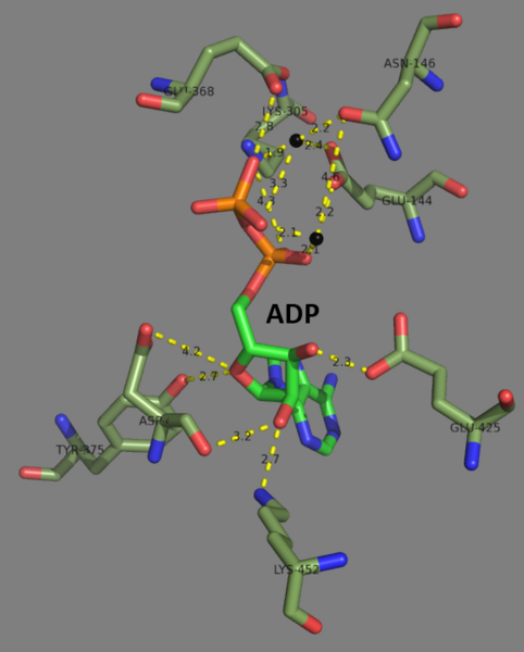 File:Key residues that interact with ADP within the active site.png