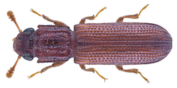 Lasconotus cavicollis Slipinski, 1985 (23241626843).png