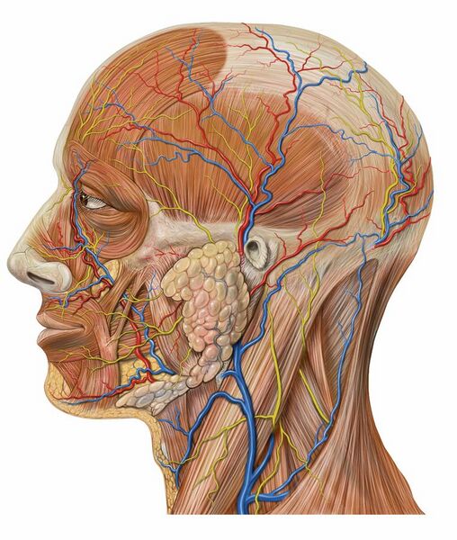 File:Lateral head anatomy detail.jpg