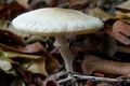 Lentinus (1004199132).jpg