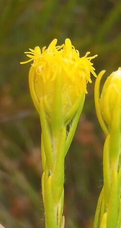 Leucadendron olens 15504327.jpg