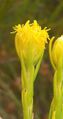 Leucadendron olens 15504327.jpg