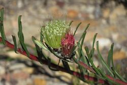 Leucospermum saxatile - 2a.jpg