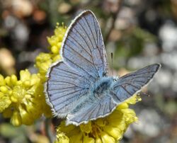 Lycaena heteronea.jpeg