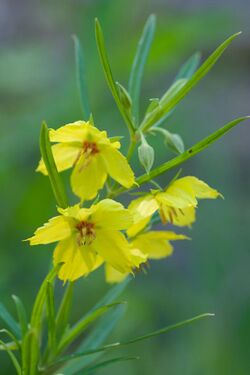 Lysimachia quadriflora.jpg