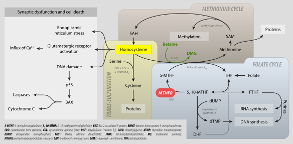 File:MTHFR metabolism.svg
