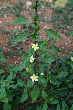 Malvastrum coromandelianum 1.jpg