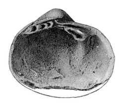 Manzanella elliptica, left valve (from Girty, 1909).png