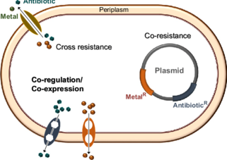 Mechanisms-of-cross-resistance-co-resistance-and-co-regulation-co-expression-of-metal.png