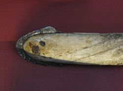 The head of an Inuit lance made from a narwhal tusk with a meteorite-iron point (British Museum)