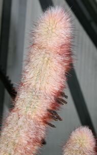 Micranthocereus violaciflorus Buining.jpg