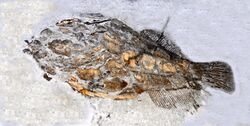 Monacanthidae - Frigocanthus stroppanobili.JPG