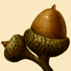 NAS-017f Quercus pumila acorn.png