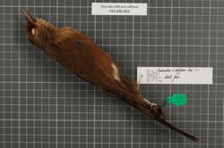 Naturalis Biodiversity Center - RMNH.AVES.147713 1 - Garrulax rufifrons rufifrons Lesson, 1831 - Timaliidae - bird skin specimen.jpeg