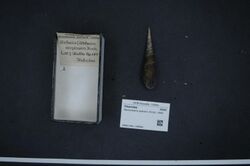 Naturalis Biodiversity Center - RMNH.MOL.169994 - Stenomelania aspirans (Hinds, 1844) - Thiaridae - Mollusc shell.jpeg