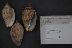 Naturalis Biodiversity Center - RMNH.MOL.210594 - Harpulina lapponica (Linnaeus, 1767) - Volutidae - Mollusc shell.jpeg