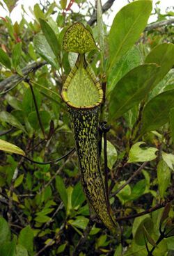 Nepenthes gracillima1.jpg