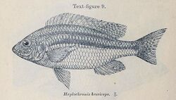 Nyassachromis breviceps.jpg