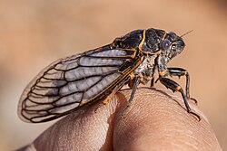 Okanagana fumipennis - Flickr - aspidoscelis (2).jpg