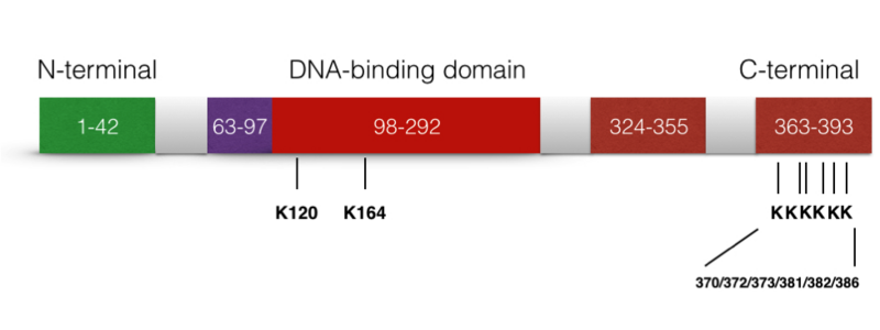 File:P53 acetylation site.png