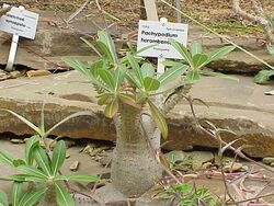 Pachypodium horombense0.jpg