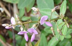 Panicled ticktrefoil2.jpg