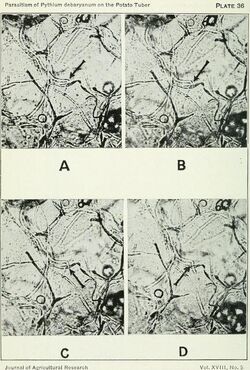 Parasitism of pythium debaryanum hesse on the potato tuber 412.jpg