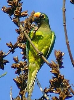 Peach-fronted Parakeet (Aratinga aurea)-4-3c.jpg