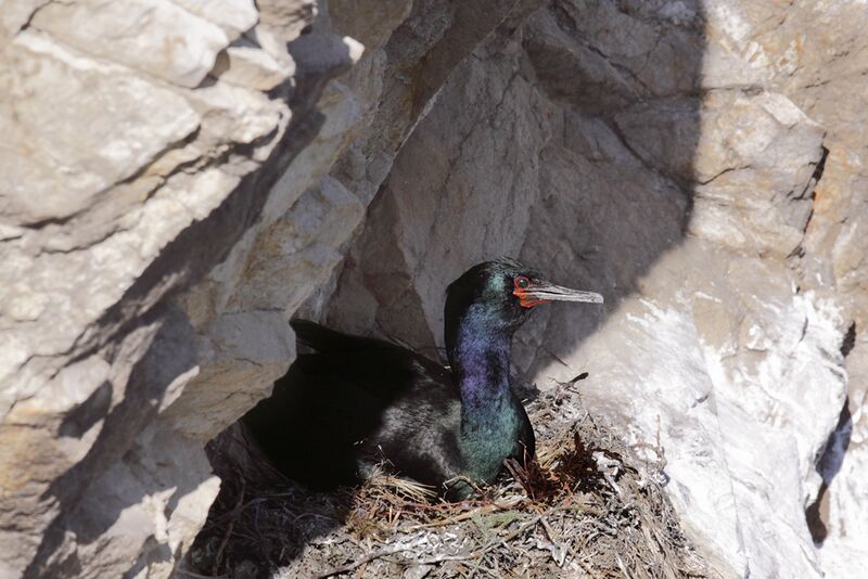 File:Phalacrocorax pelagicus -San Luis Obispo, California, USA -nest-8 (2).jpg
