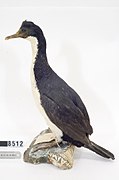 Phalacrocorax verrucosus (AM LB8512).jpg