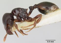 Phalacromyrmex fugax casent0103116 profile 1.jpg