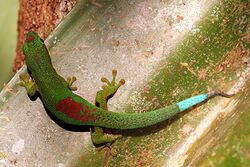 Phelsuma Antanosy Andasibe Madagascar.jpg