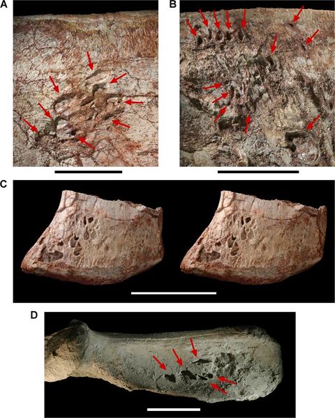 File:Pneumatopores on the left ilium of the theropod Aerosteon riocoloradensis.jpg