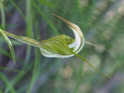 Pterostylis reflexa Apsley.jpg