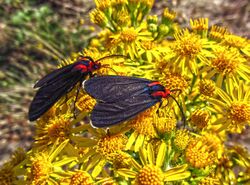 Red-shouldered Ctenucha Moth.jpg