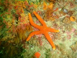 Reticulated starfish at Pinnacle PB022214.JPG