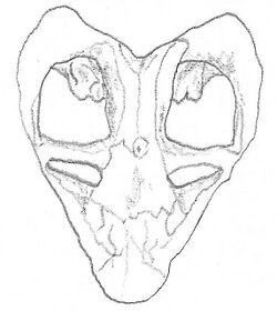 Rhachiocephalus.jpg