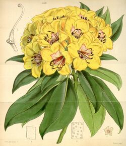 Rhododendron javanicum.jpg