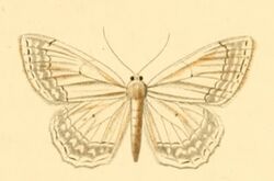 Scopula concinnaria.jpg