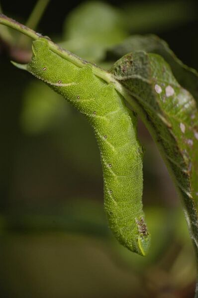 File:Smerinthus ocellatus caterpillar on apple tree.jpg