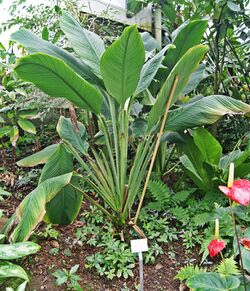 Spathiphyllum ortgiesii Palmengarten Frankfurt (Main).jpg