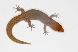 Sphaerodactylus plummeri male 51071479142 62c5b80a94 o.jpg