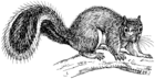 Squirrel (PSF).png