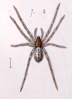 Stemonyphantes lineatus female.png