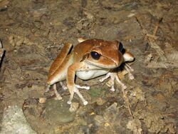 Stony Creek Frog, Female - Flickr - GregTheBusker.jpg